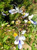 Clerodendron ugandense (en Corse) (03) (Photo F. Mrugala)
